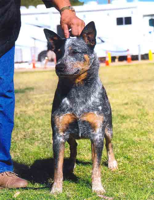 CH Castle Butte Look N Envy
blue Australian Cattle Dog with a full right side eye patch facing the camera outdoors on green glass