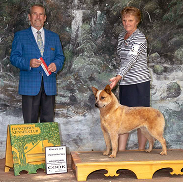 GCH Imbachs Red Rosette
Red Australian Cattle Dog on podium show photo